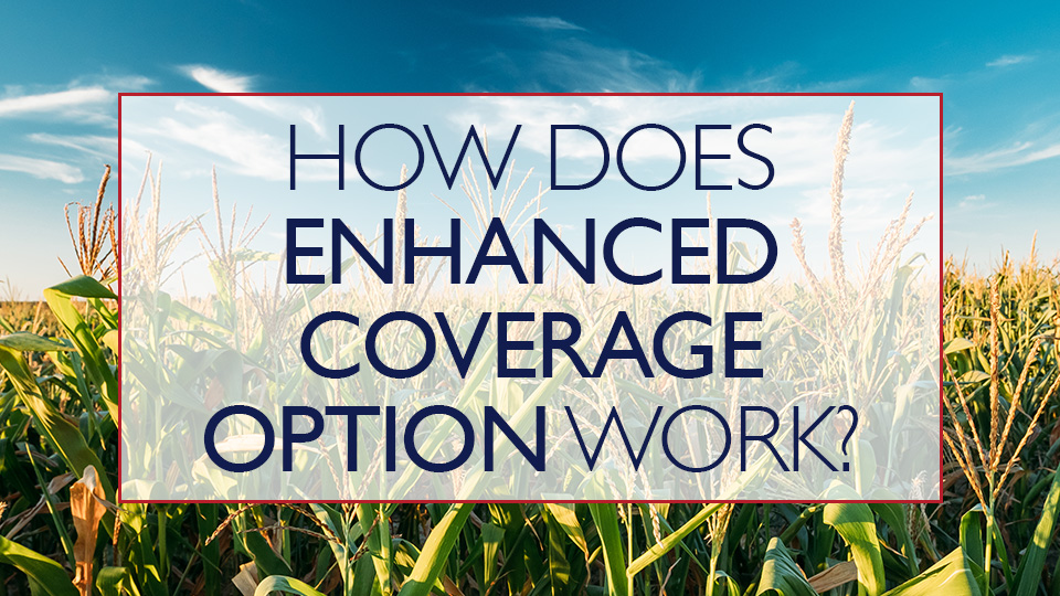 Video: How Does Enhanced Coverage Option (ECO) for Crop Insurance Work?